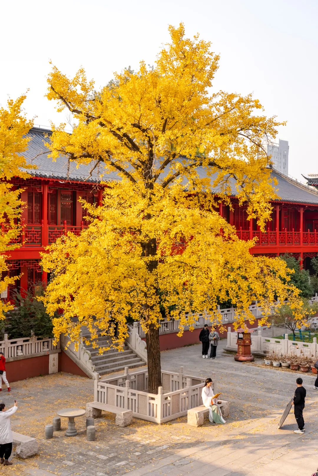 大隐于世的毗卢寺每年都会因为银杏上热搜 毗卢寺里的两