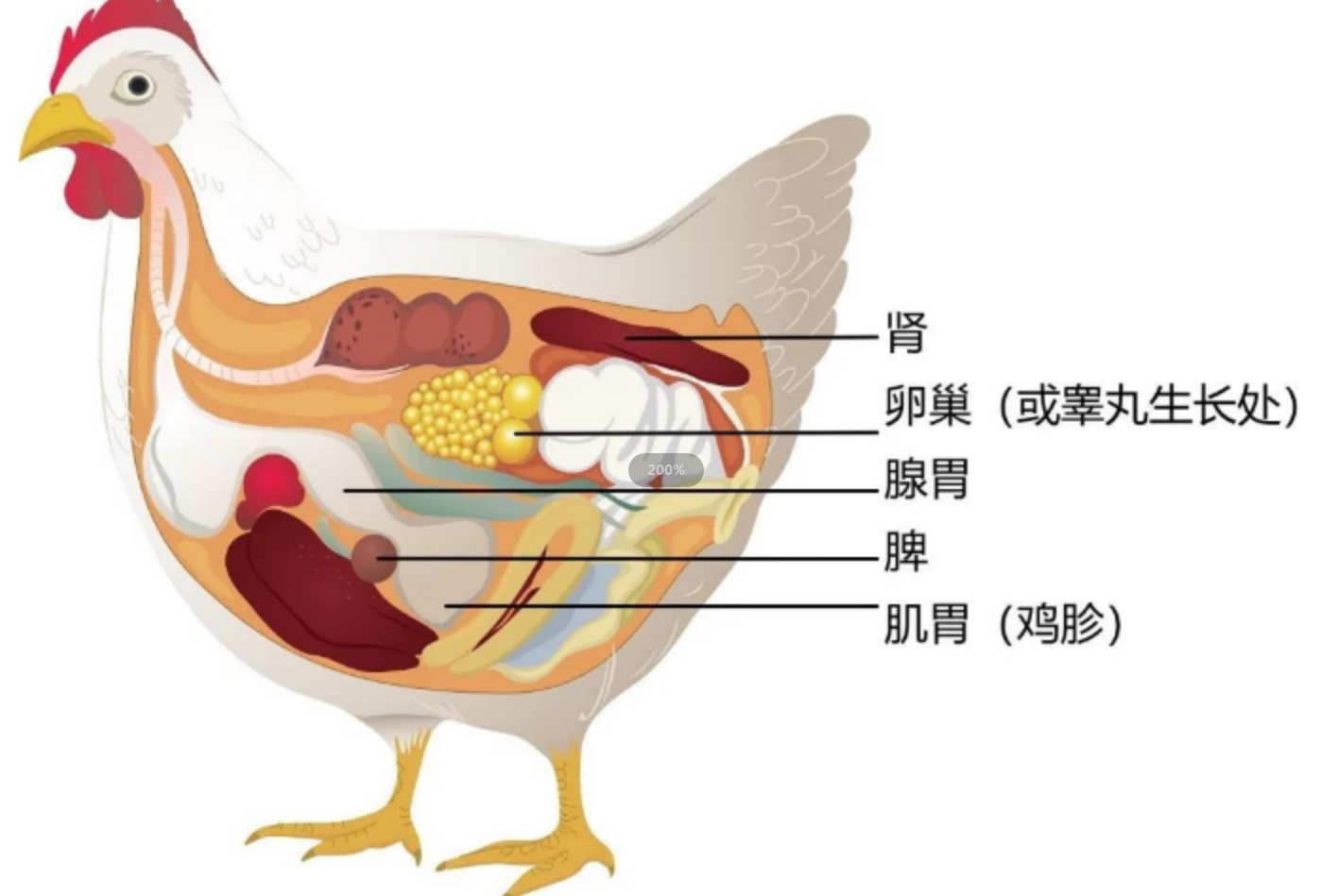 鸡的子宫蛋包能吃吗图片