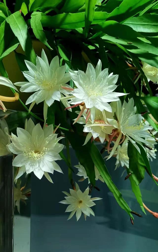 10种"吉祥花",适合现在养,吸废气制氧气,越养越干净