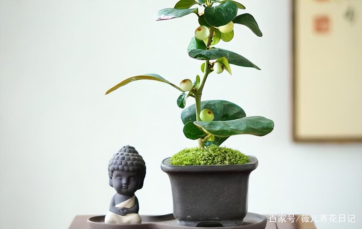 小盼菩提,一叶一果实,一花一菩提!