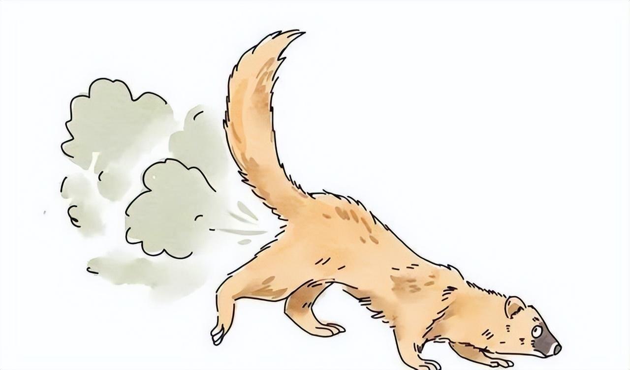 回顾:黄鼠狼为何要放"臭屁"?它的"屁"到底有多"臭"?