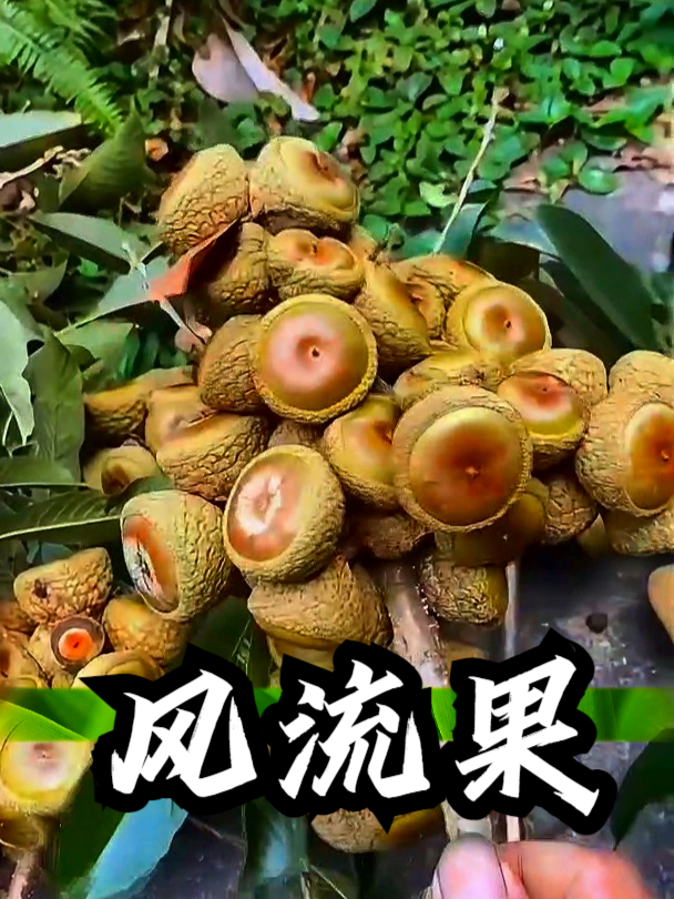 风流果也叫壮阳果,如果感觉手脚冰凉,可以吃点风流果