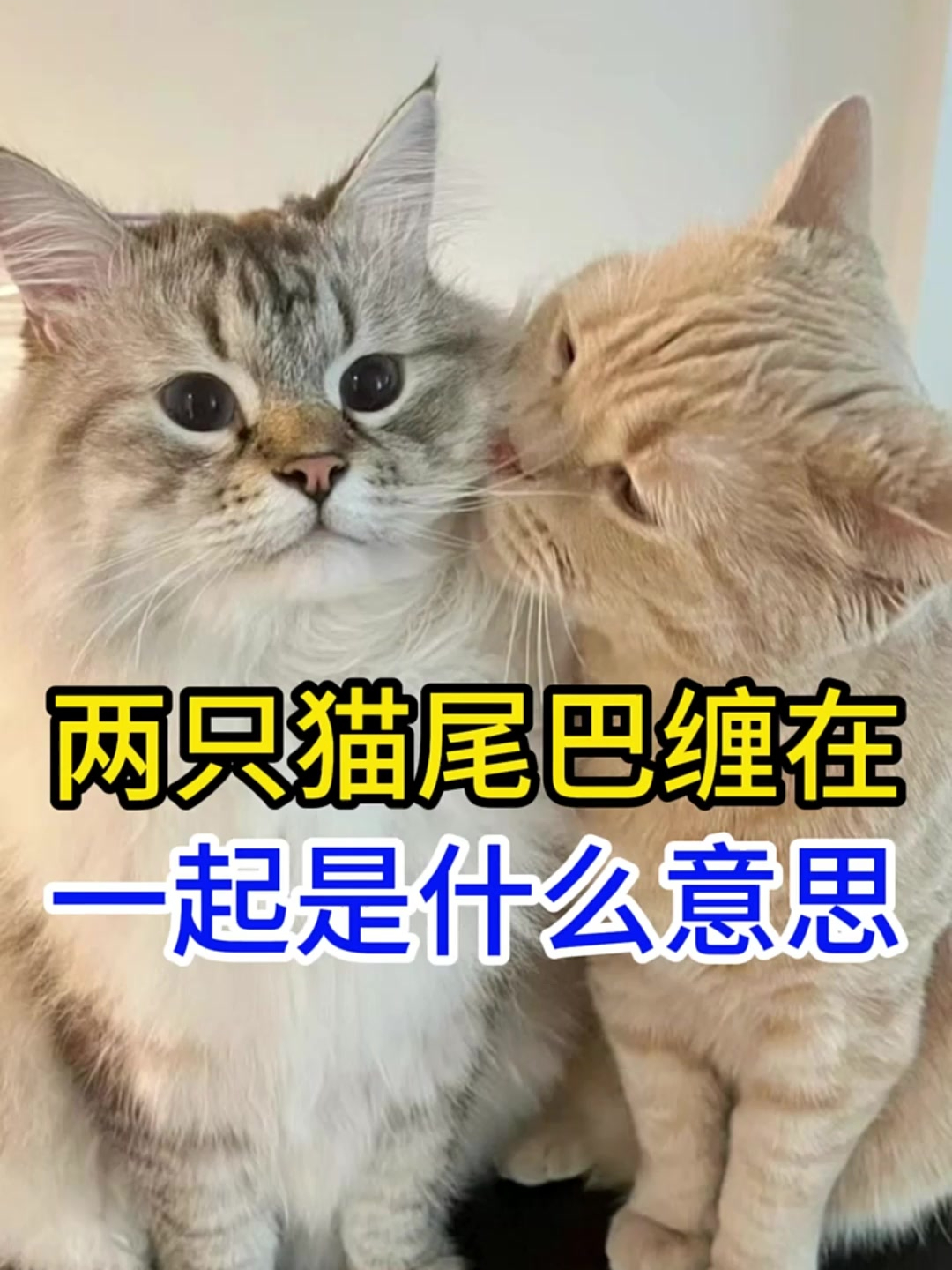 缠是什么动物