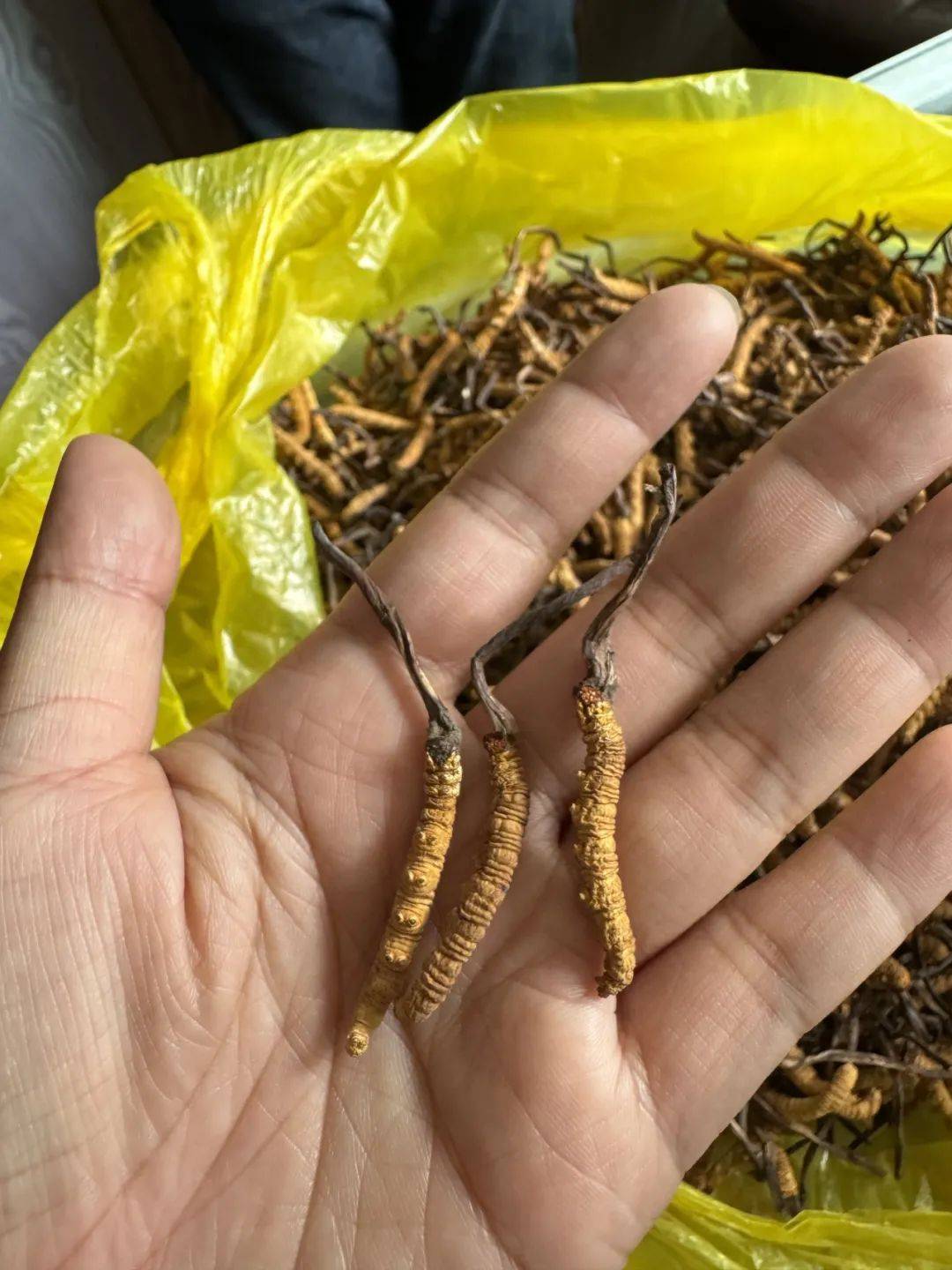 冬虫夏草的六大功效