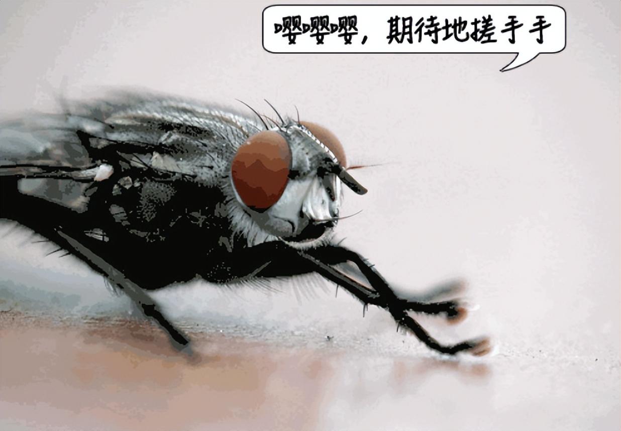 回顾:徒手拍死一只苍蝇是种什么体验?为何小小的苍蝇如此难拍?