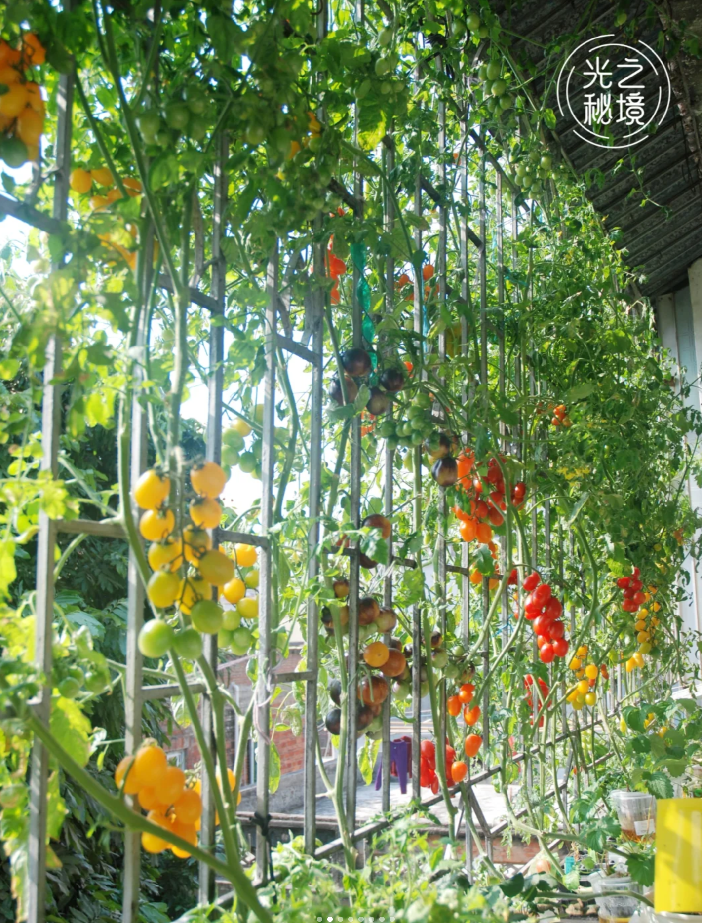 上百个塑料瓶做成的阳台菜园,江苏女子阳台种菜火了:根本吃不完