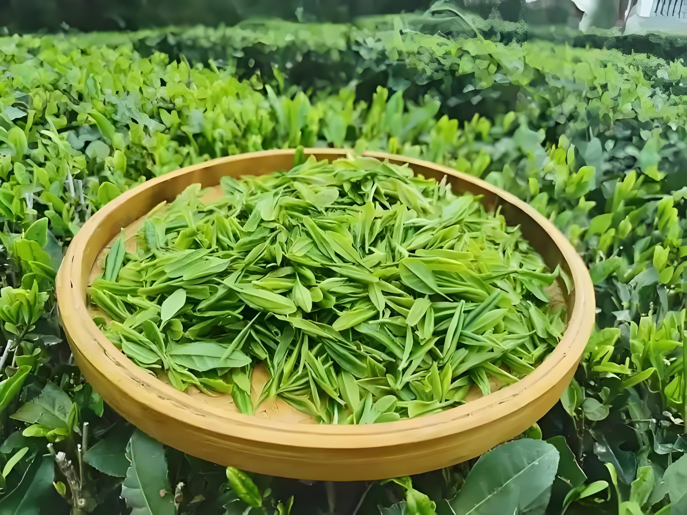 茶叶是打通人体经络最有效的食品?浙大研究:不同茶叶有相应归经