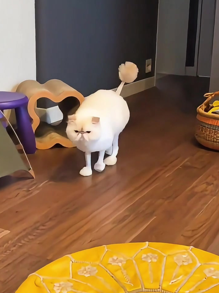 主人晒猫猫剃毛的样子,猫咪一脸不情愿的样子,网友:无处安放的四肢