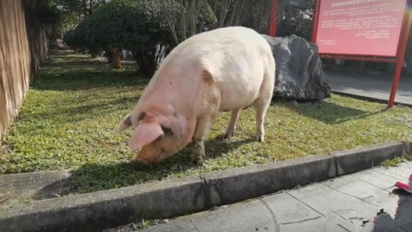 2008年,汶川地震后被博物馆收养的猪坚强,14年后被制成标本展出