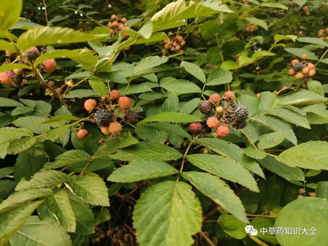 覆盆草 药用图片