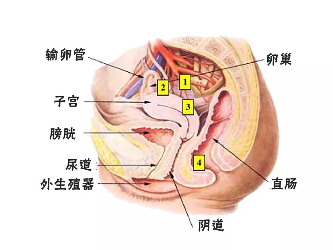 女性性腺位置图图片