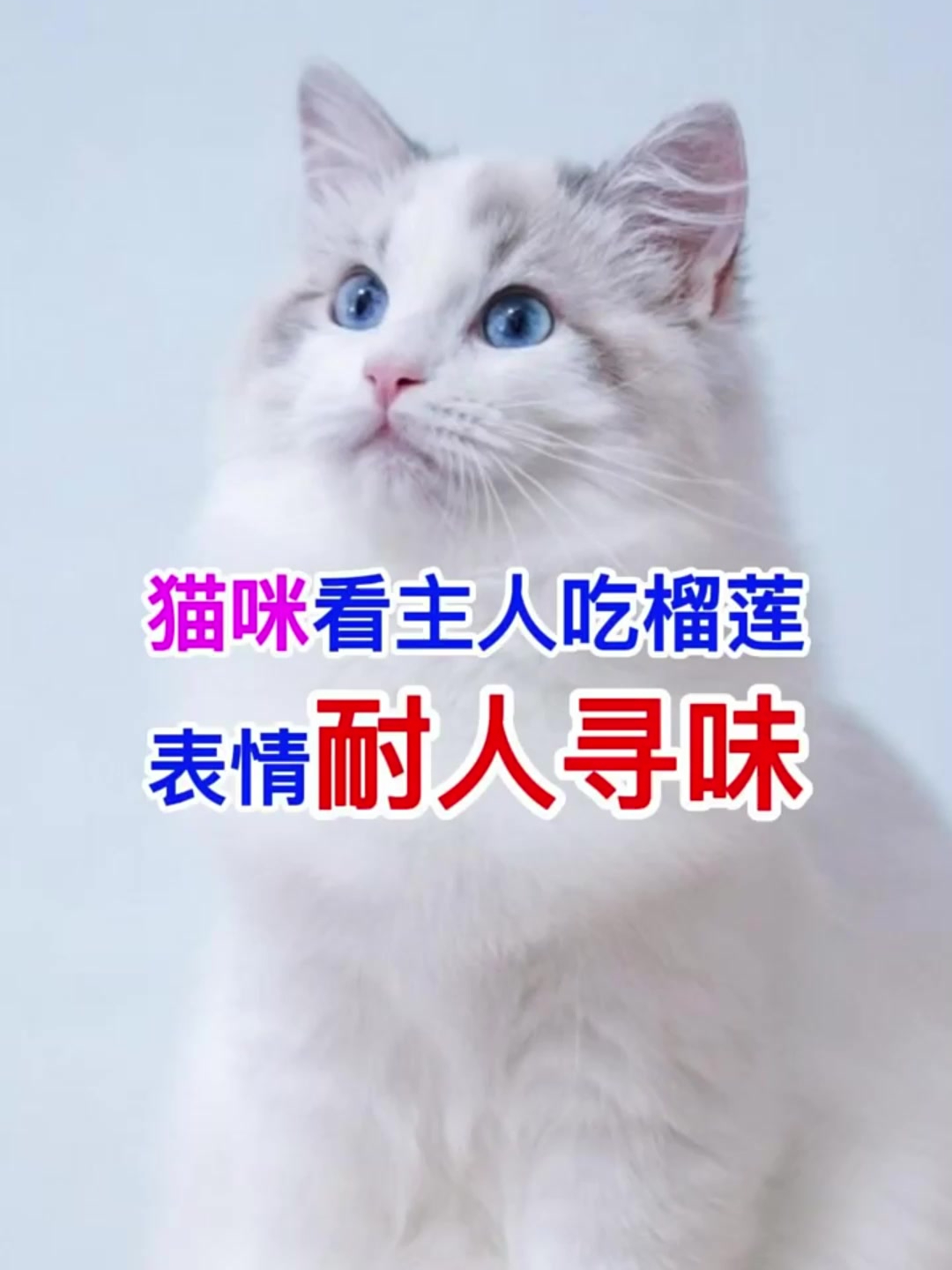 猫咪看主人吃榴莲,表情耐人寻味