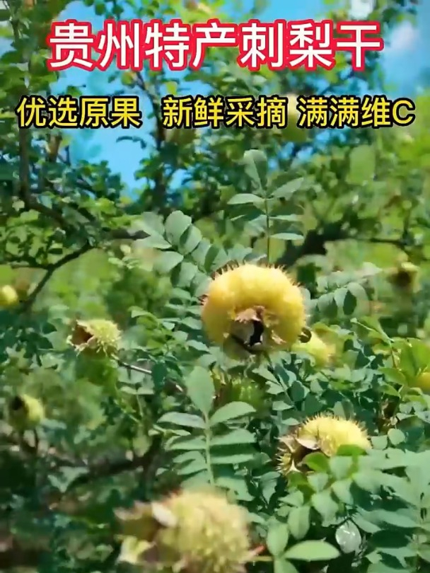 贵州特产刺梨干,天然维c,今年新果制作,绿色健康,一定要尝尝