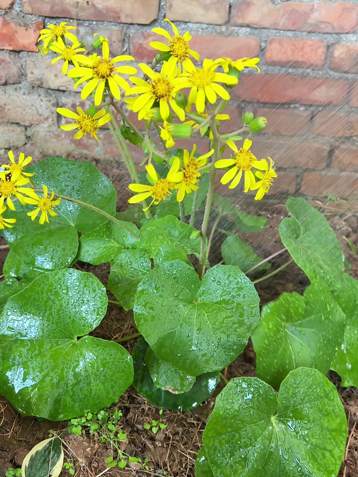 家里光线不好可以种大叶吴风草,室内室外,盆栽地栽都可以