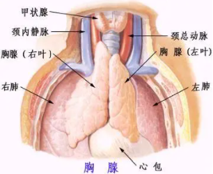 "隐形杀手"胸腺瘤,你知多少?