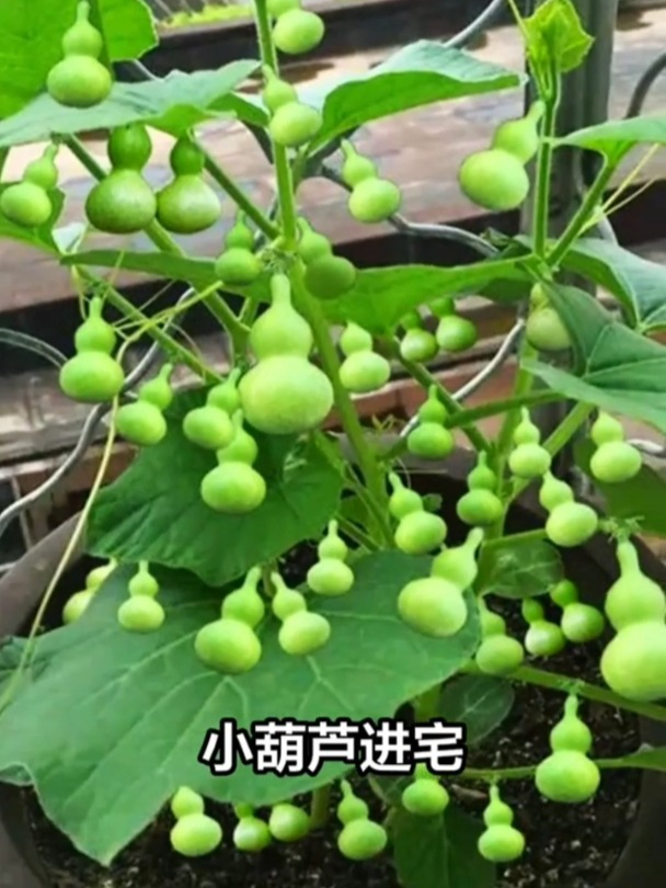 手捻葫芦植株图片