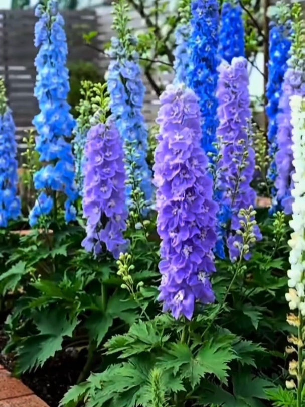 彩虹般的大花飞燕草,色彩斑斓的视觉盛宴