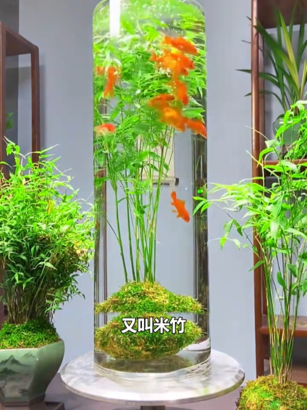 养在水里的竹子,寓意好又高级!