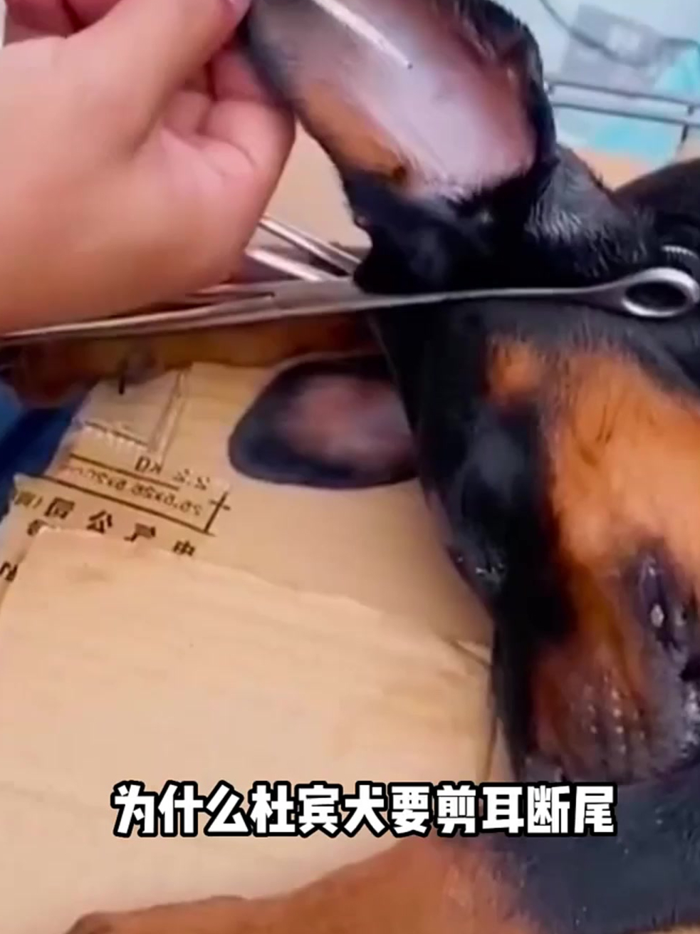 杜宾犬为裁匆耳断尾
