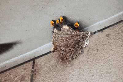 回顾:以前的燕子窝下面干干净净,为何现在的燕子窝下面,全是粪便?