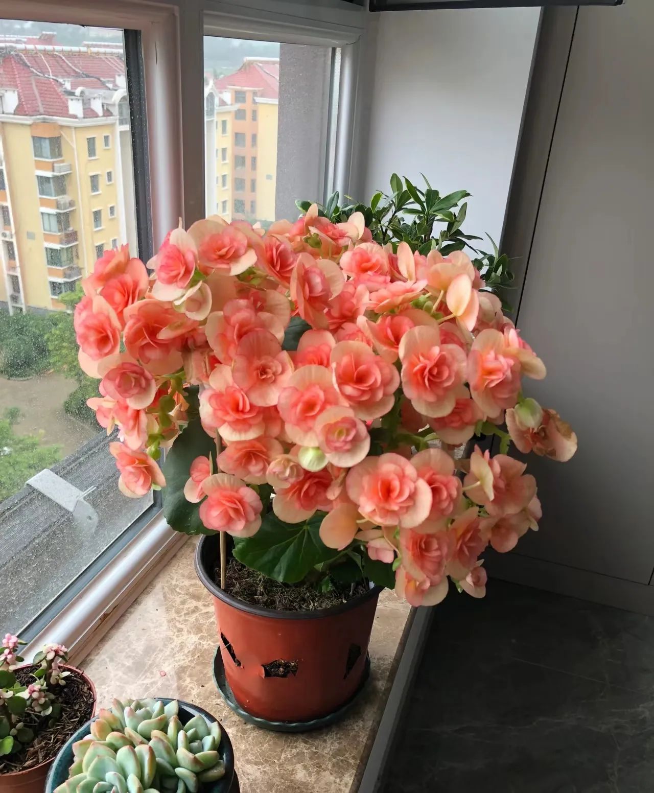 山东一妈妈,把最难养的丽格海棠养的"只见花不见叶",太惊艳了