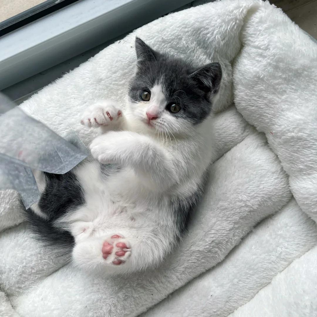 小奶猫呛奶现象解析当十天大的人工喂养小猫在喝奶后出现噗噗声和发抖