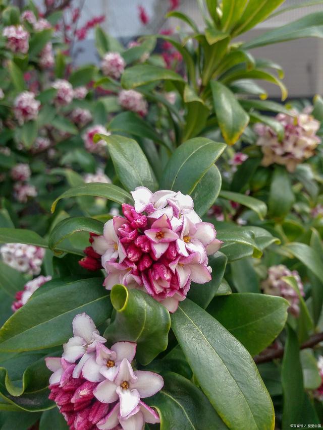 米叶瑞香花图片图片