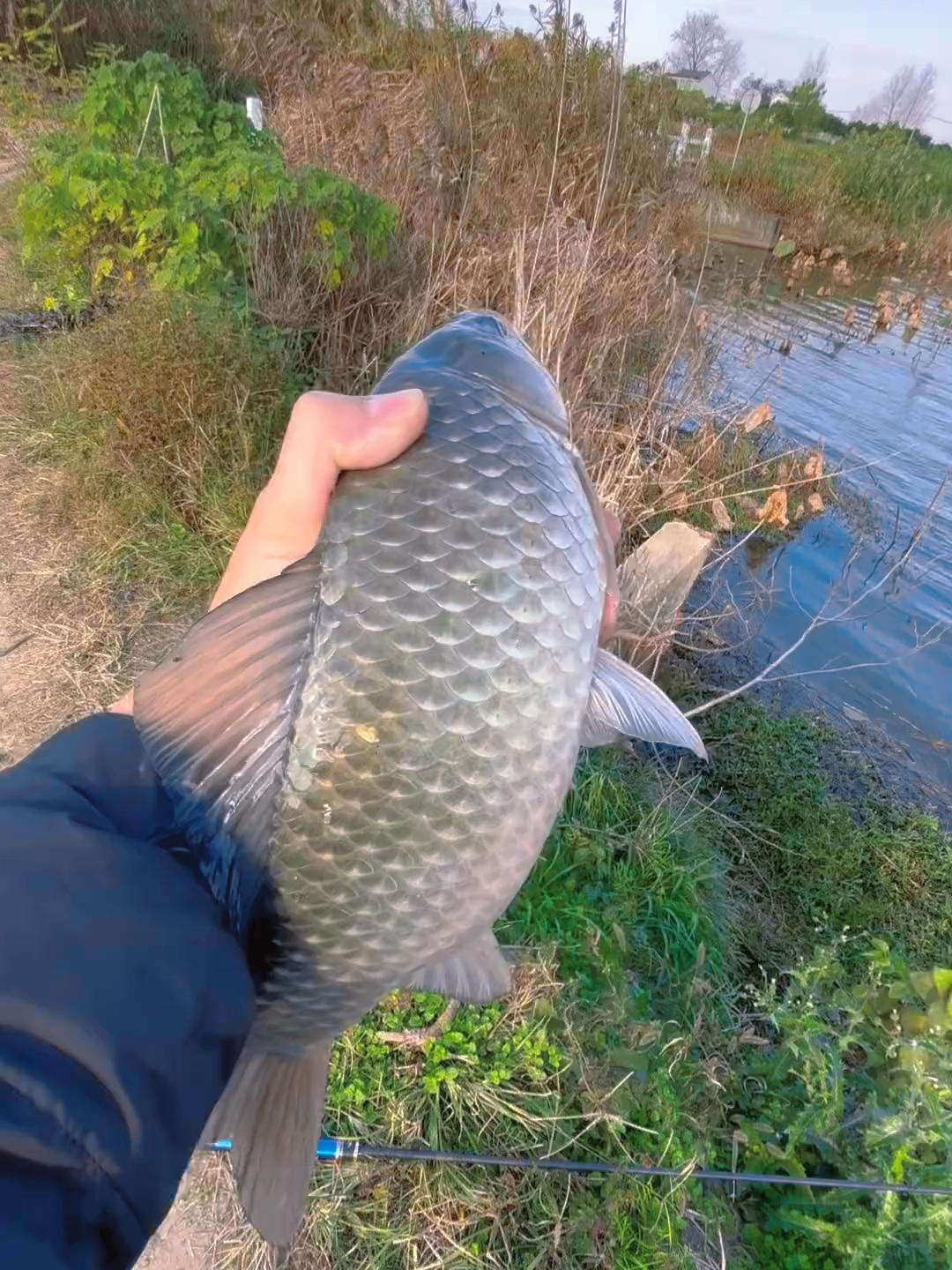 巨鲫,冬天钓鲫鱼有多过瘾