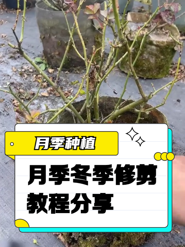 月季花冬季剪枝方法图片