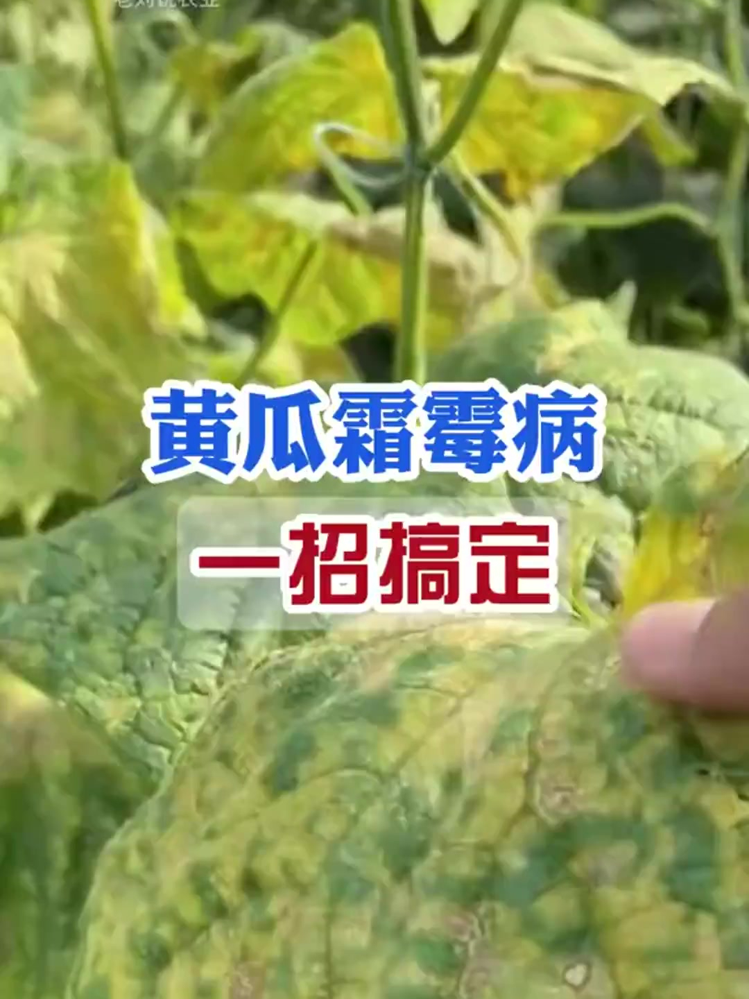 黄瓜霜霉病,怎么防治