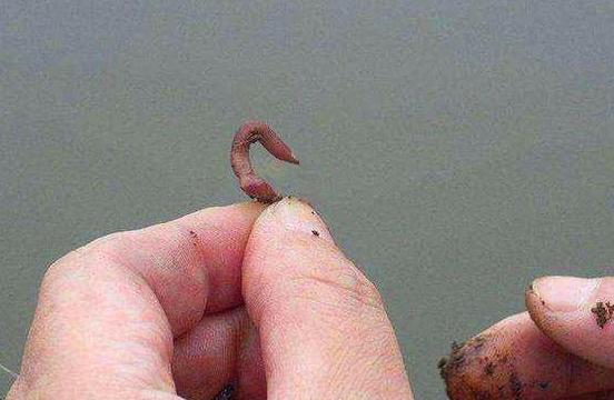 为什么鱼不咬钩的原因百科在线