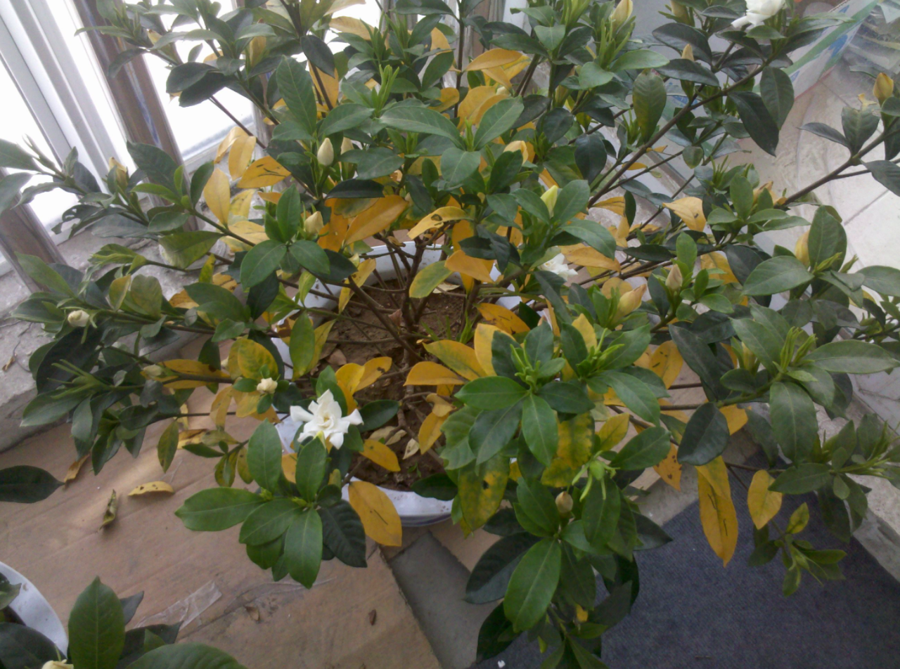 栀子花叶子发黄怎么办?别担心,这里有几个超实用的解决方法