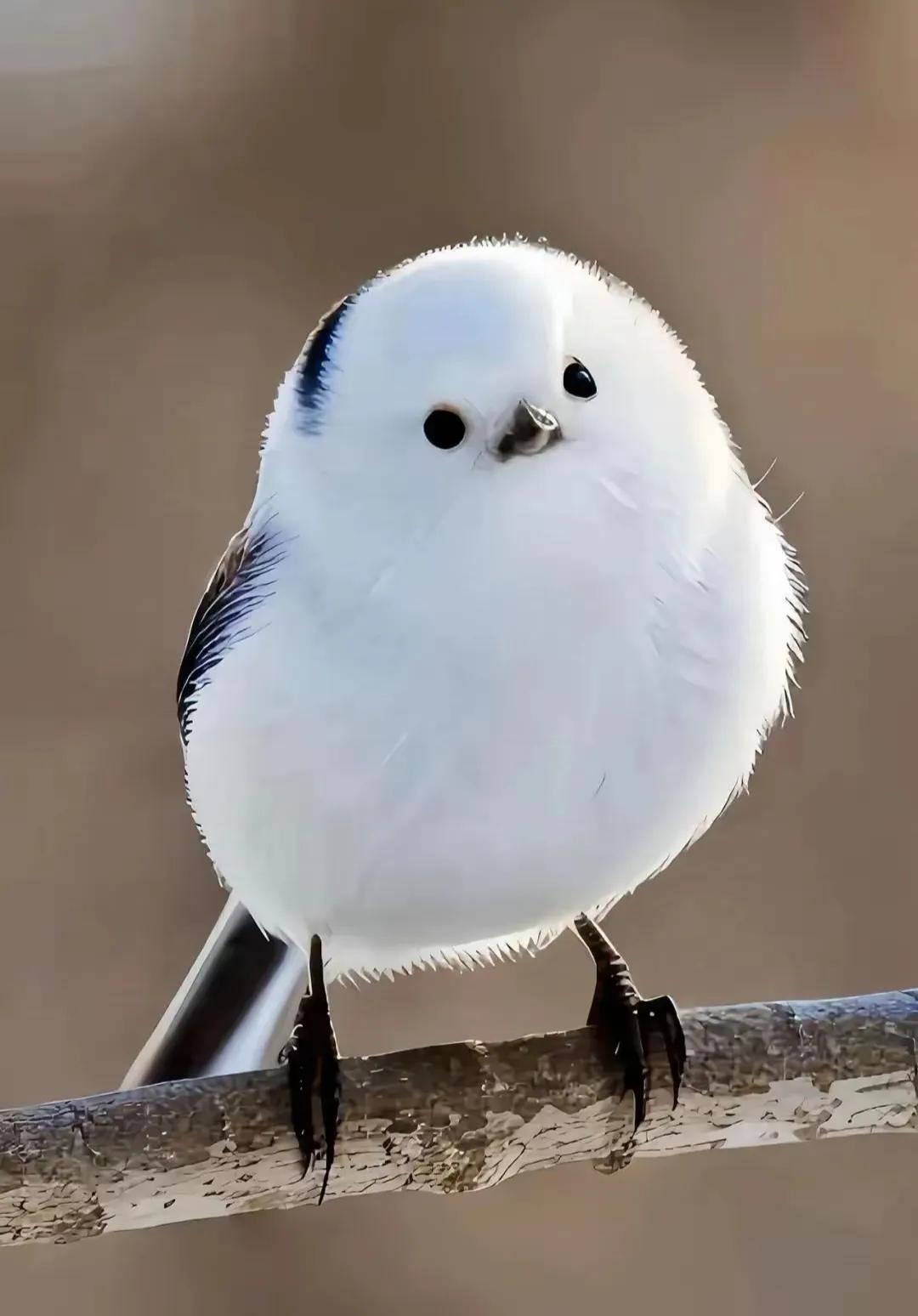 惊!中国野生动物颜值与可爱度大排名,谁最能俘获你心?