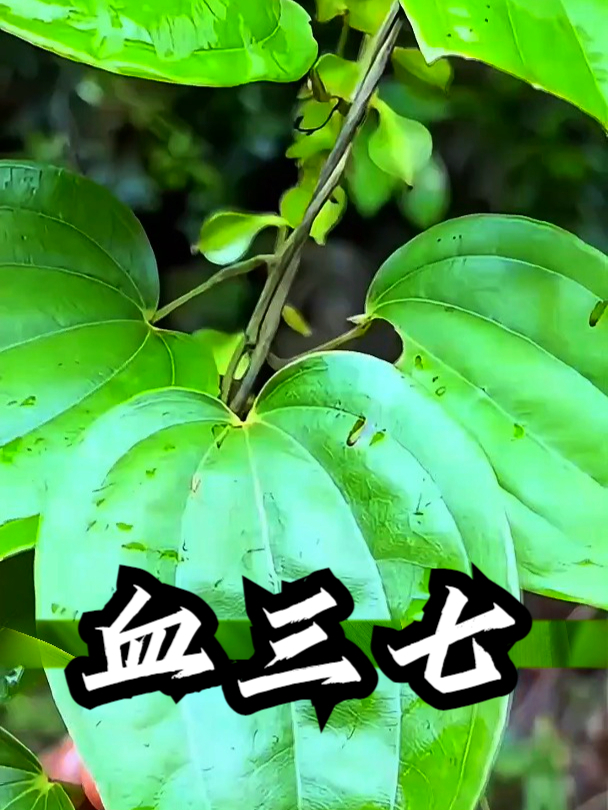 血三七也叫薯莨,如果不小心磕了碰了,可以把它捣烂敷在伤口上
