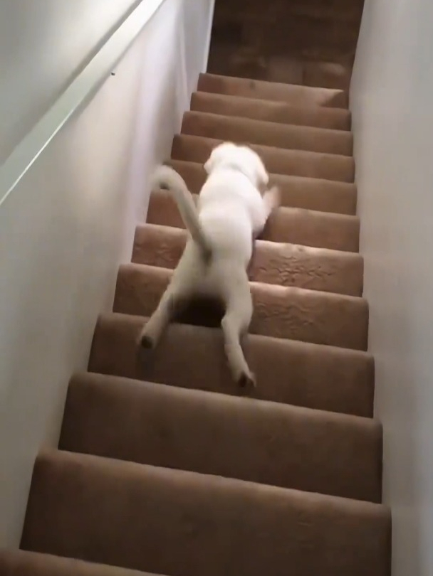 会玩楼梯的狗子!这操作行如流水!