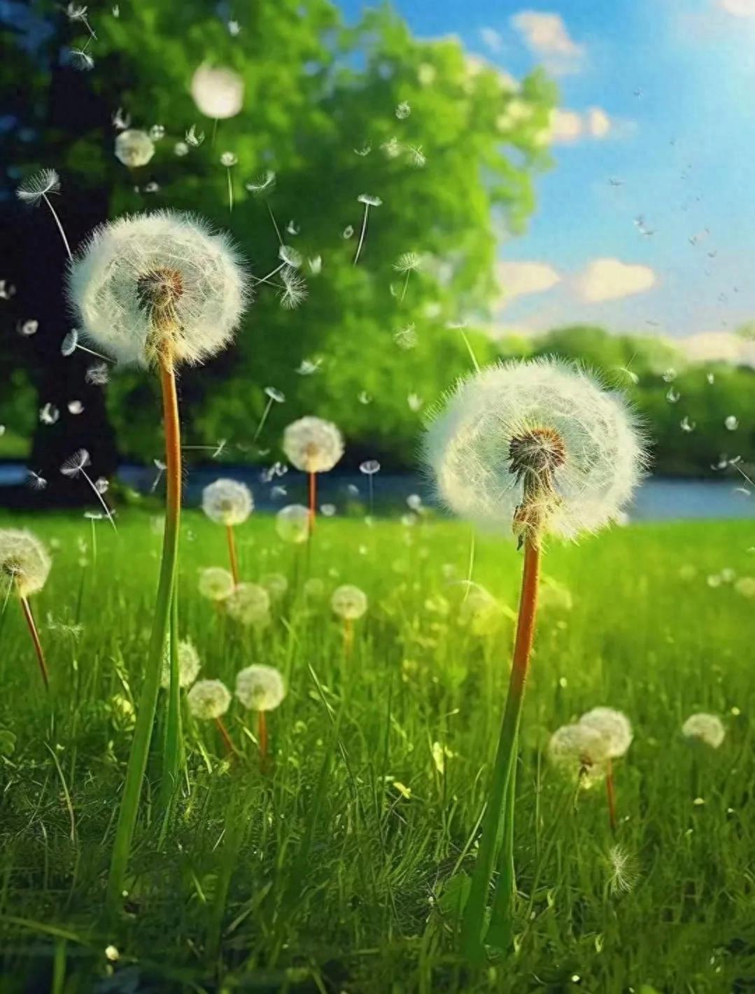 蒲公英:风起而行,风静自安