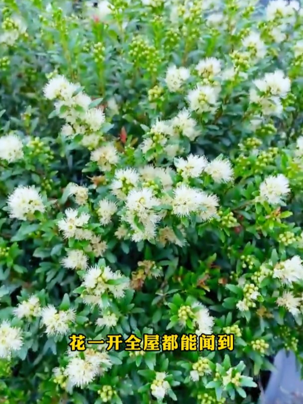 桢楠开花图片