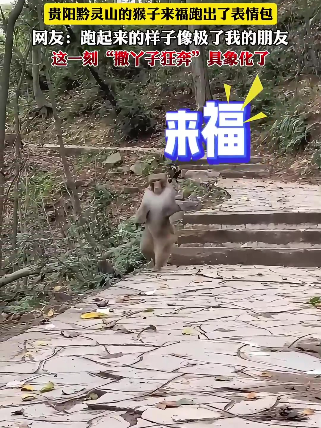 海边猴子奔跑图片