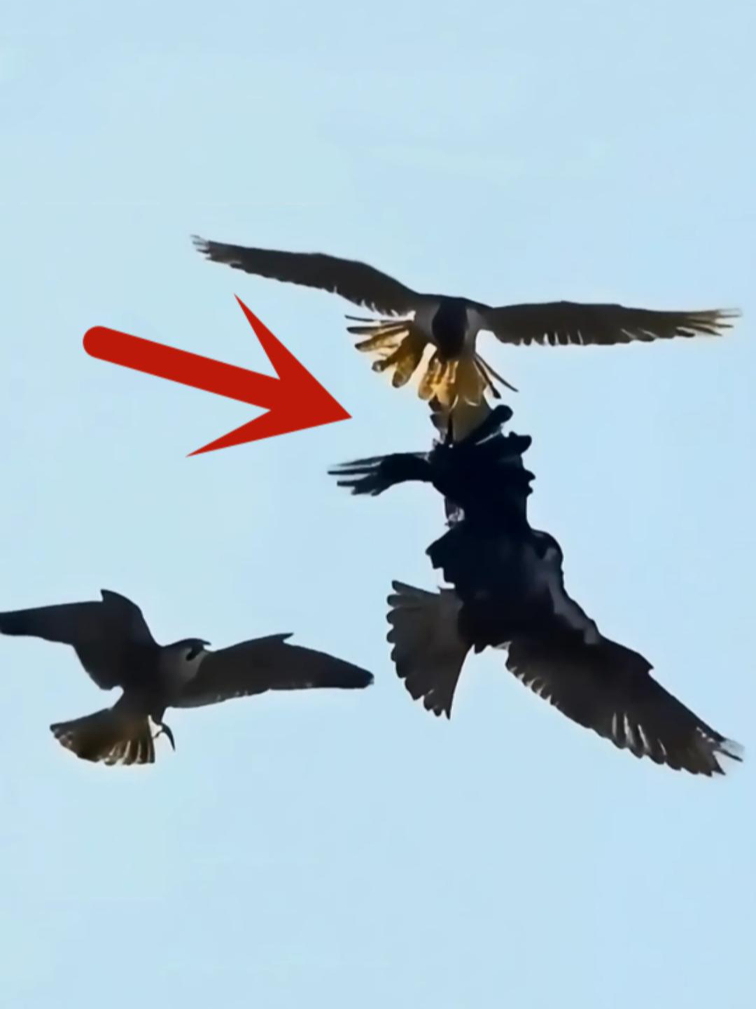 乌鸦简直"活腻了",竟敢掏老鹰的家