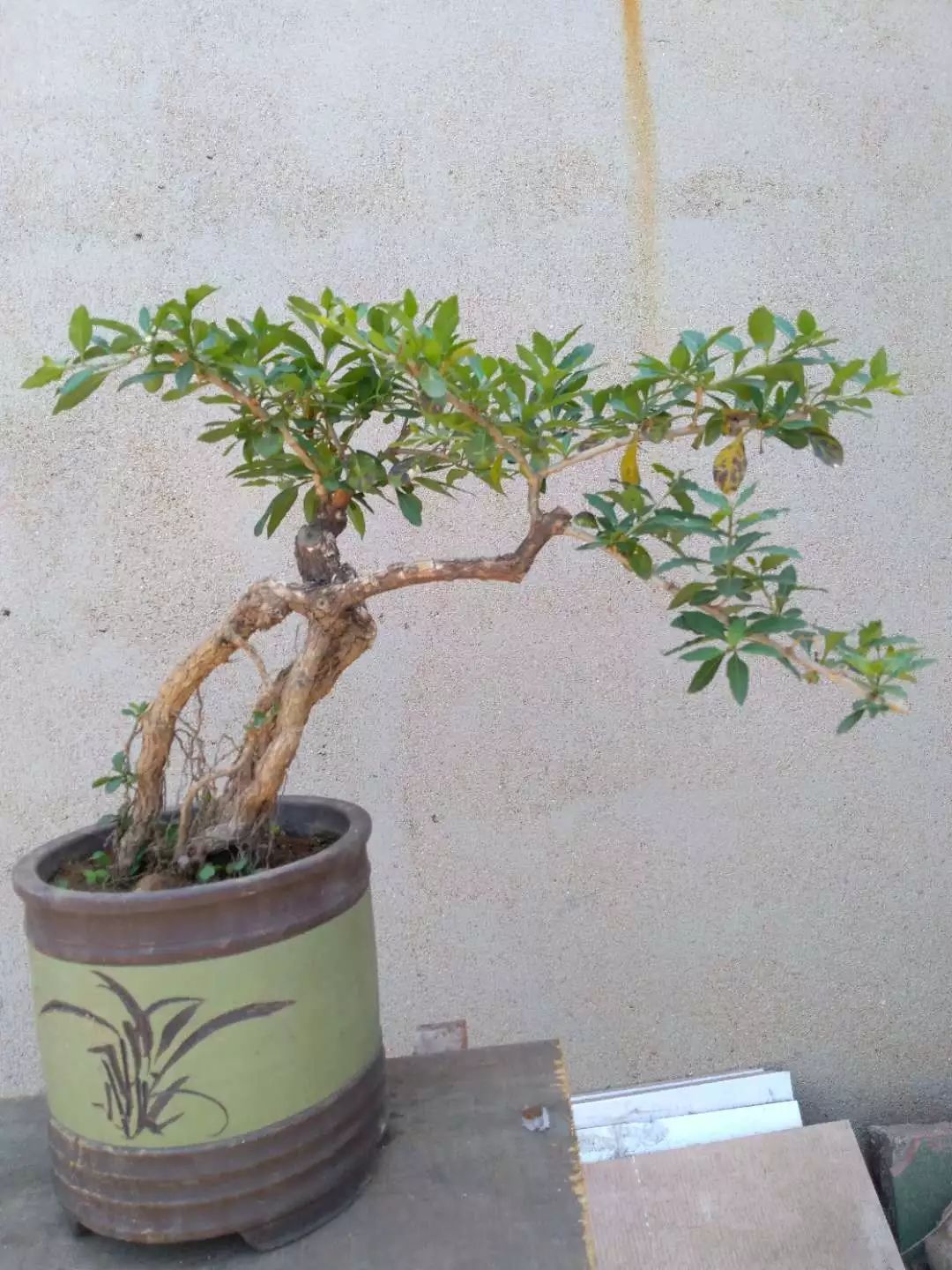 花美酒香的枸杞盆景