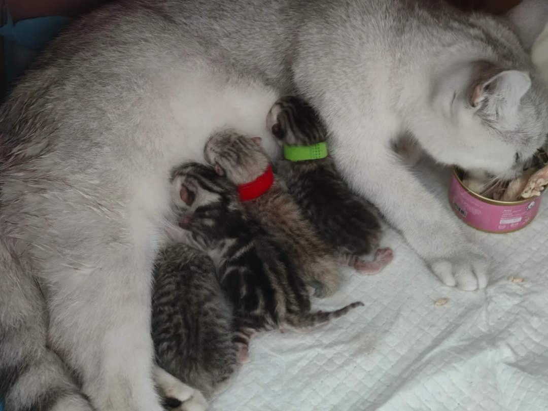 母猫为什么叼小猫 母猫为什么叼小猫