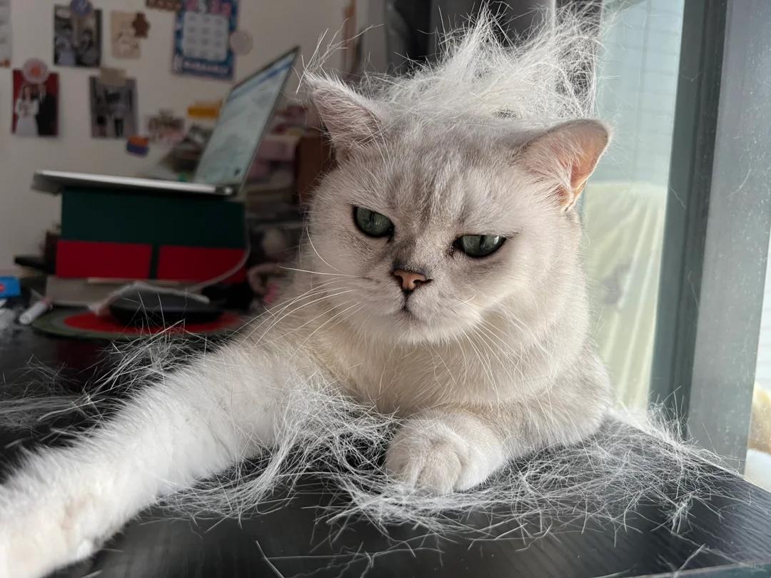 猫咪掉毛原因大揭秘:如何有效解决与促进毛发再生?