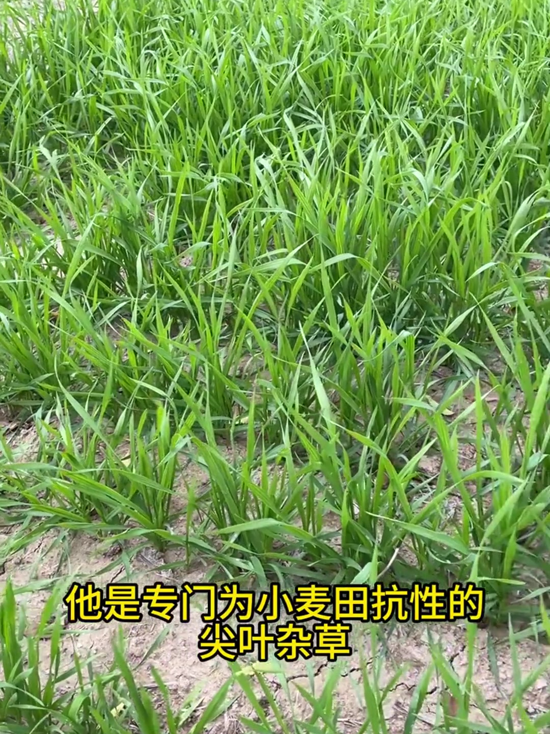 小麦地里的尖叶杂草,这下不用愁了