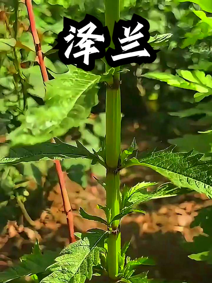 泽兰根的功效与作用图片