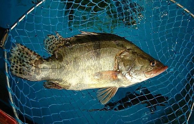 桂鱼红烧还是清蒸好?哪种做法味道好?