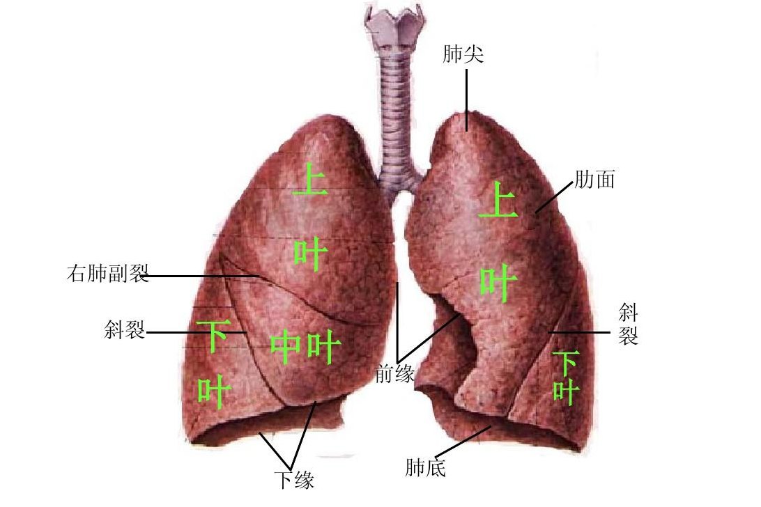 十个咳嗽九个肺气虚?身体出现这5种症状,多半是肺气虚了