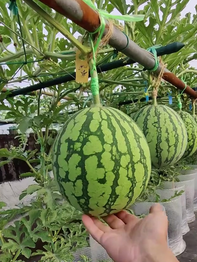 皮薄如纸的红玉小西瓜,用手就能剥开,甜度高,易种植好管理