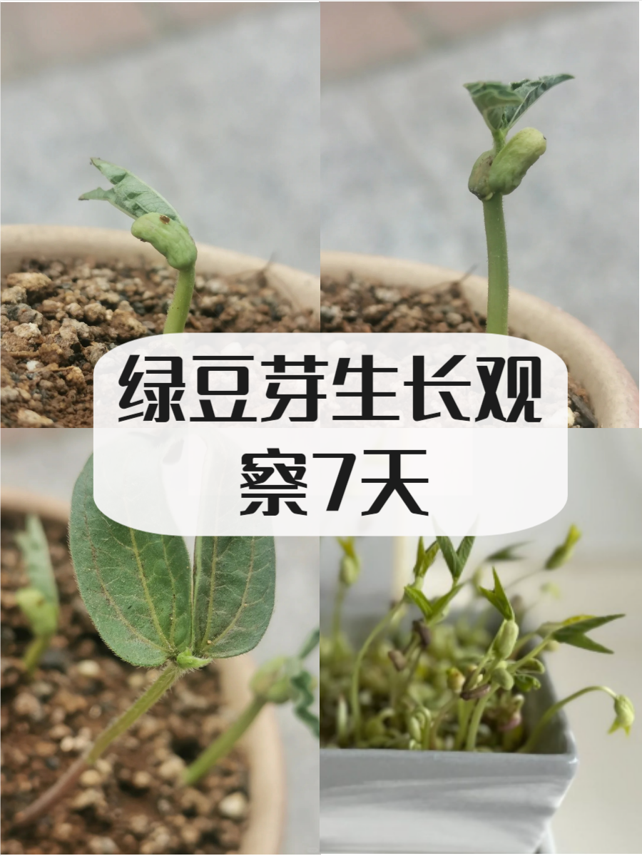 绿豆芽观察记录表7天图片