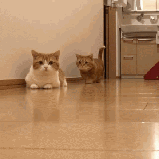 320_320gif 动态图 动图