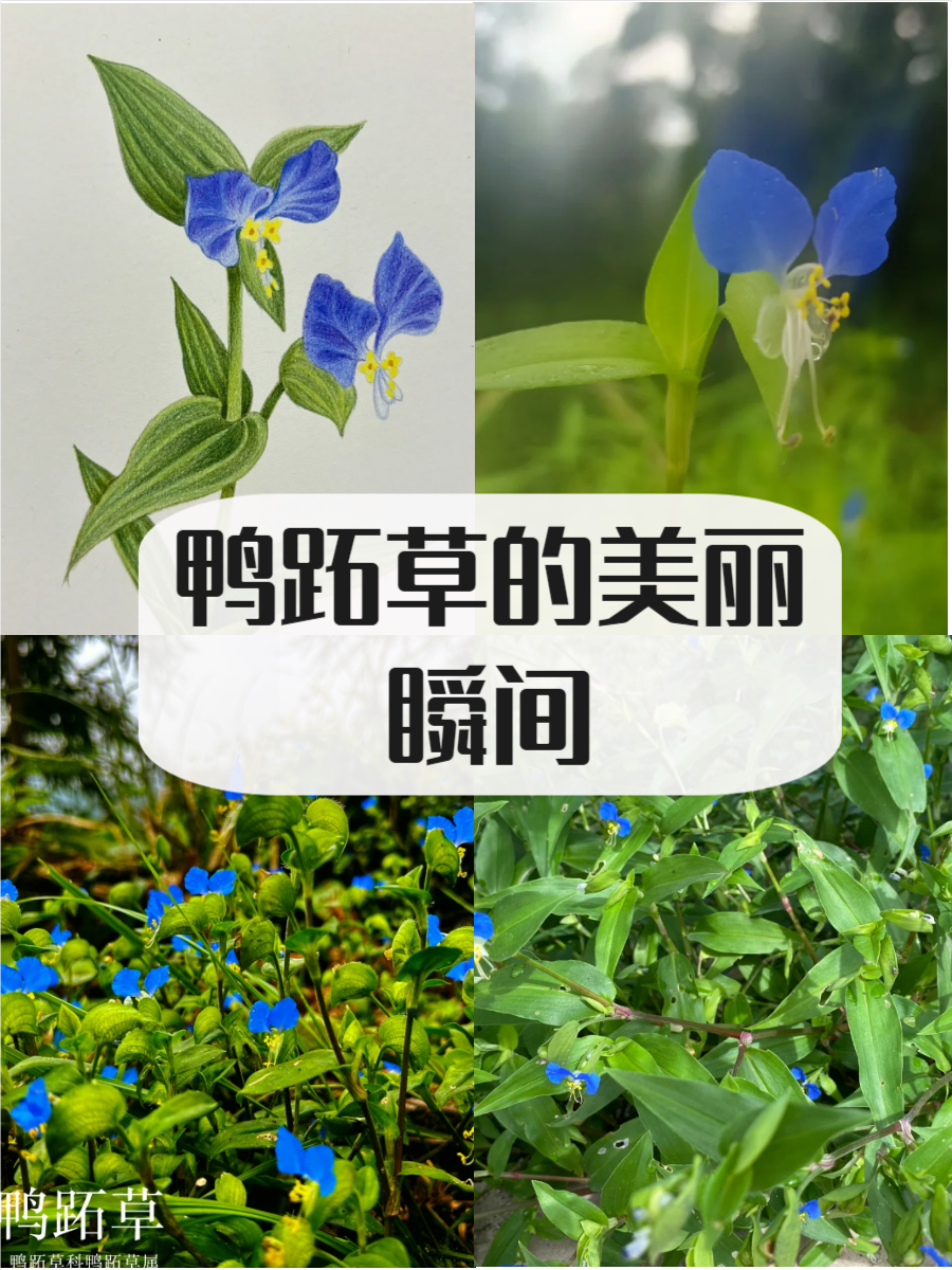 鸭脚节草的功效图片